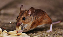 24 Hour & Emergency Exterminators in Potawatami Pk, IN
